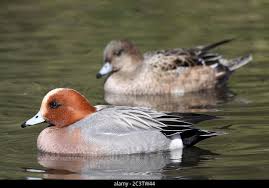 Attēlu rezultāti vaicājumam “Anas penelope”