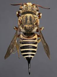 Attēlu rezultāti vaicājumam “Lasiocampa quercus imago”