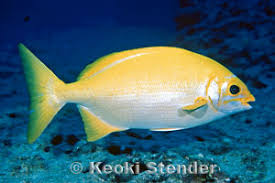 Image result for Kyphosus