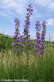 Attēlu rezultāti vaicājumam “Campanula bononiensis”