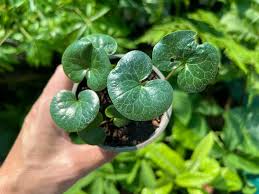 Attēlu rezultāti vaicājumam “Asarum europaeum leaf”