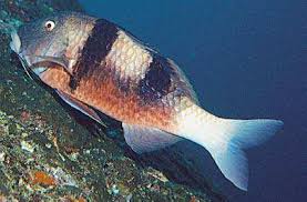 Image result for Parupeneus trifasciatus