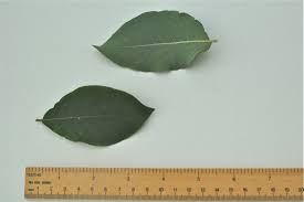 Attēlu rezultāti vaicājumam “Salix caprea leaf”