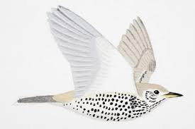 Attēlu rezultāti vaicājumam “Turdus viscivorus adult”