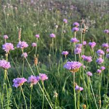 Image result for Grasnelke