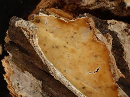 Attēlu rezultāti vaicājumam “Crustoderma dryinum”