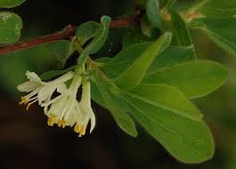 Attēlu rezultāti vaicājumam “Lonicera caerulea var. pallasii”