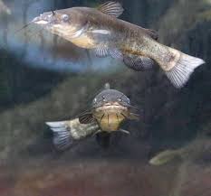 Image result for Ameiurus melas