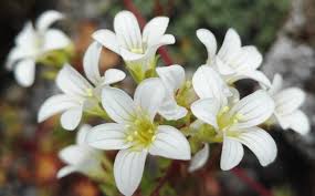 Attēlu rezultāti vaicājumam “Saxifragaceae”