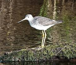 Image result for Tringa melanoleuca