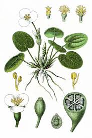 Attēlu rezultāti vaicājumam “Hydrocharis morsus-ranae”