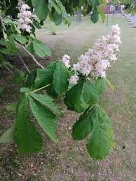 Attēlu rezultāti vaicājumam “Aesculus hippocastanum flower”