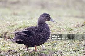 Image result for Anas rubripes