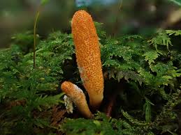 Attēlu rezultāti vaicājumam “Cordyceps militaris”