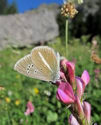 Attēlu rezultāti vaicājumam “Agrodiaetus damon underside”