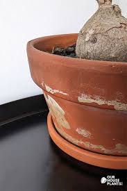 Attēlu rezultāti vaicājumam “Trichia erecta stalked”