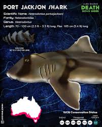 Image result for Scylliogaleus quecketti