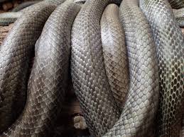 Image result for reptile scales