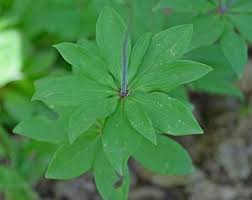 Attēlu rezultāti vaicājumam “Lilium martagon leaf”