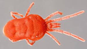 Attēlu rezultāti vaicājumam “Alloeotomus sp.”