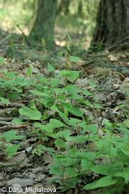 Attēlu rezultāti vaicājumam “Fallopia dumetorum”