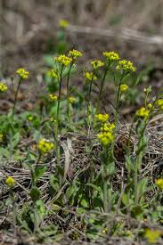 Attēlu rezultāti vaicājumam “Draba nemorosa fruit”