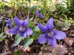 Attēlu rezultāti vaicājumam “Viola reichenbachiana”