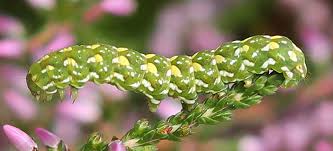 Attēlu rezultāti vaicājumam “Anarta myrtilli larva”