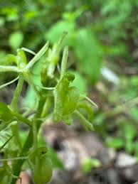 Attēlu rezultāti vaicājumam “Liparis loeselii fruit”