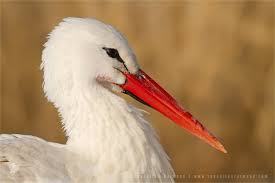 Attēlu rezultāti vaicājumam “Ciconia ciconia”