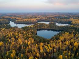 Image result for лес,