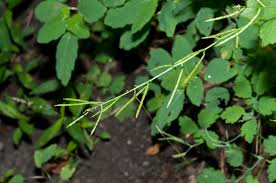 Attēlu rezultāti vaicājumam “Chelidonium majus leaf”