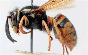 Attēlu rezultāti vaicājumam “Vespula rufa”