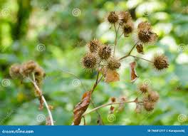 Attēlu rezultāti vaicājumam “Arctium lappa fruit”