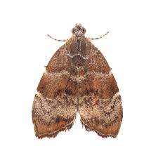 Attēlu rezultāti vaicājumam “Nomophila noctuella”