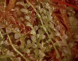 Attēlu rezultāti vaicājumam “Calypogeia sphagnicola”