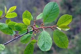 Attēlu rezultāti vaicājumam “Frangula alnus leaf”