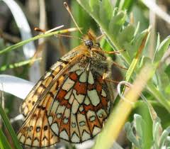 Attēlu rezultāti vaicājumam “Boloria eunomia underside”