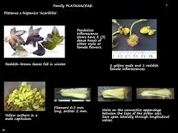 Attēlu rezultāti vaicājumam “Platanus x hispanica (syn. Platanus x acerifolia) leaf”