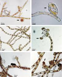 Attēlu rezultāti vaicājumam “Trentepohlia sp.”