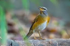 Image result for Turdus obscurus