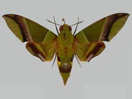 Attēlu rezultāti vaicājumam “Sphingidae”