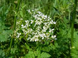 Image result for Myrrhis odorata