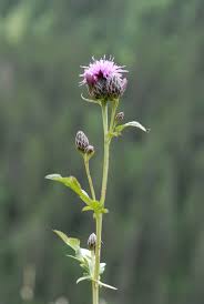 Attēlu rezultāti vaicājumam “Serratula tinctoria flower”