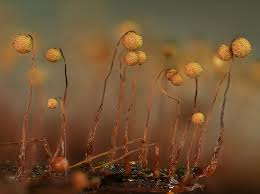 Attēlu rezultāti vaicājumam “Cribraria intricata young”