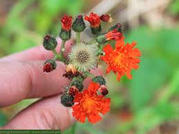 Attēlu rezultāti vaicājumam “Pilosella aurantiaca flower”