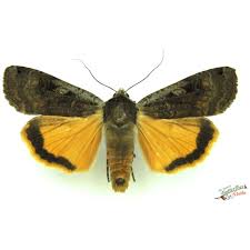 Attēlu rezultāti vaicājumam “Cucullia verbasci”