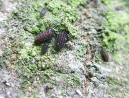 Attēlu rezultāti vaicājumam “Chilocorus renipustulatus”