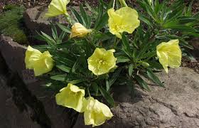 Image result for Nachtkerze