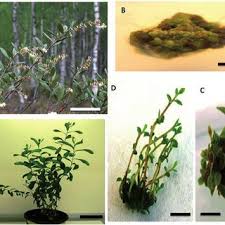 Attēlu rezultāti vaicājumam “Chamaedaphne calyculata fruit”